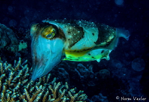 Beautiful Cuttlefish in the Komodo Islands changing color... by Norm Vexler 